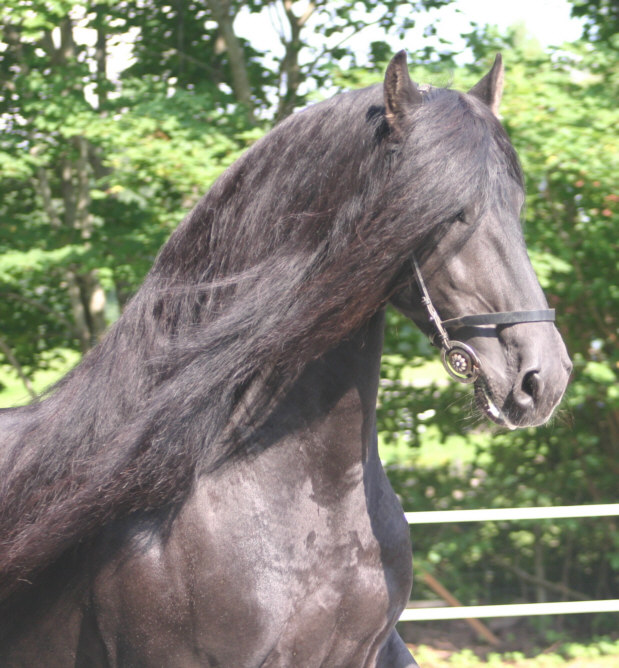 frís35.jpg